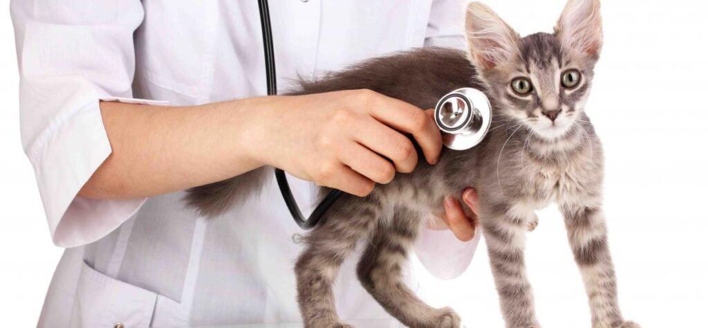 chat-veterinaire-prepa-concours